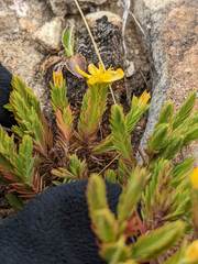 Hypericum costaricense