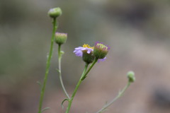 Erigeron foliosus
