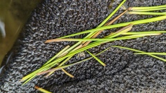 Isoetes storkii