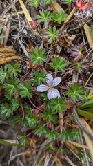 Geranium costaricense