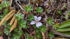 Geranium costaricense