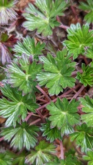 Geranium costaricense