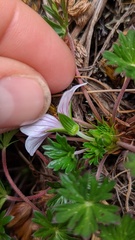 Geranium costaricense