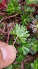 Geranium costaricense