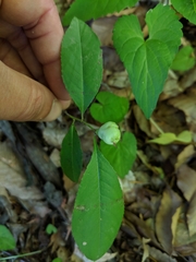 Contarinia cerasiserotinae