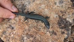 Abronia monticola