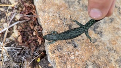Abronia monticola
