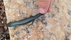 Abronia monticola