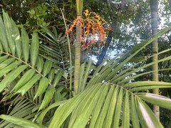Areca catechu