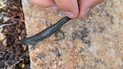Abronia monticola