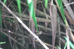 Igneocnemis haematopus