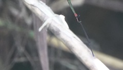 Igneocnemis haematopus