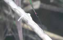 Igneocnemis haematopus