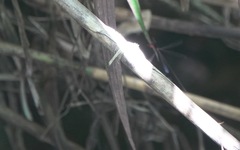 Igneocnemis haematopus