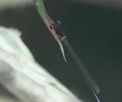 Igneocnemis haematopus