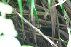 Igneocnemis haematopus