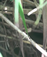 Igneocnemis haematopus