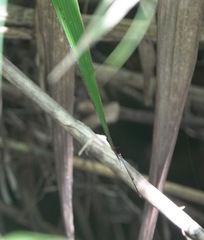 Igneocnemis haematopus