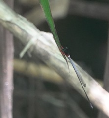 Igneocnemis haematopus