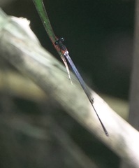 Igneocnemis haematopus
