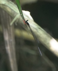 Igneocnemis haematopus