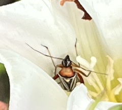 Closterocoris