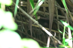 Igneocnemis haematopus