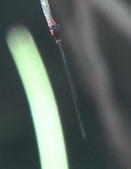 Igneocnemis haematopus