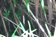 Igneocnemis haematopus