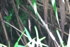 Igneocnemis haematopus