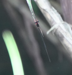 Igneocnemis haematopus