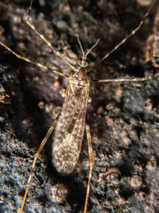 Amphineurus hudsoni