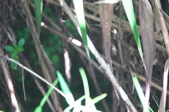 Igneocnemis haematopus