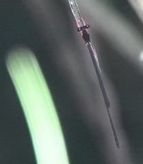 Igneocnemis haematopus