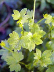 Ranunculus platensis