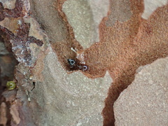 Crematogaster pinicola