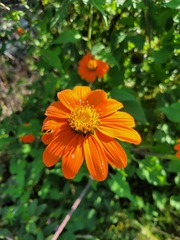 Tithonia rotundifolia