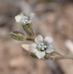 Gilia flavocincta