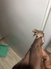 Pristimantis unistrigatus