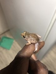 Pristimantis unistrigatus