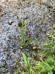 Platanthera peramoena