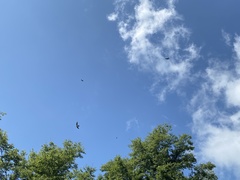 Ictinia mississippiensis