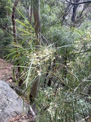 Acacia acrionastes