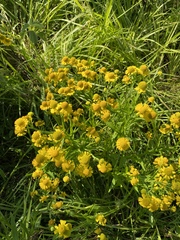 Helenium virginicum