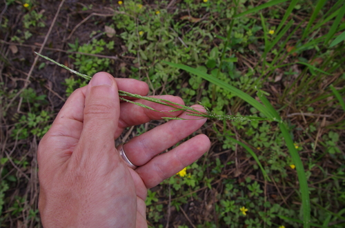 Image of Glyceria arkansana by (c) Eric Knight, some rights reserved (CC BY)