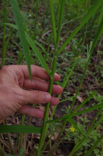 Image of Glyceria arkansana by (c) Eric Knight, some rights reserved (CC BY)