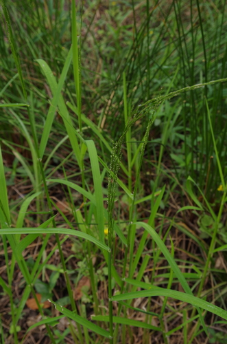 Image of Arkansas Mannagrass (Glyceria arkansana) by (c) Eric Knight, some rights reserved (CC BY)