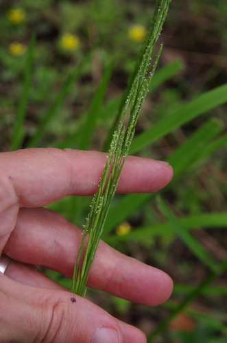Image of Glyceria arkansana by (c) Eric Knight, some rights reserved (CC BY)
