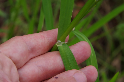 Image of Glyceria arkansana by (c) Eric Knight, some rights reserved (CC BY)