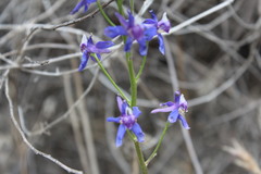 Delphinium parryi
